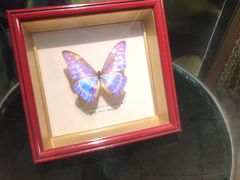 -上海大自然野生昆虫馆(东方明珠·爬宠昆虫探索中心)