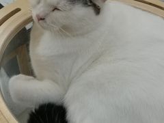 -喵园·猫主题咖啡厅·撸猫·猫咖(国贸店)