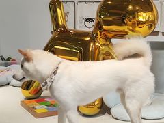 -柴务处·柴犬主题狗咖