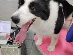 -宠福鑫康馨动物医院·骨科·眼科