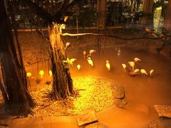 -麒麟中餐厅·经典粤菜·地道菜式老字号(广州长隆酒店)