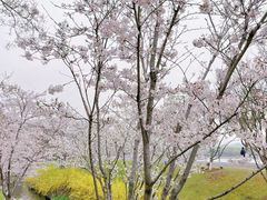 -羊山湖公园