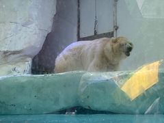 -海合安成都极地海洋公园
