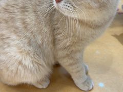 -COLOR PETS 撸猫馆·购猫·猫咖(长风大悦城店)