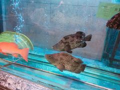 -海逸海鲜酒家(古北店)