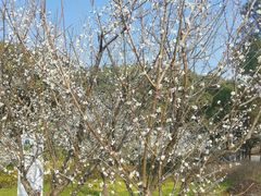 -昆山城市生态森林公园