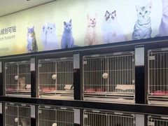 -翊宠yipet猫狗购宠庄园犬舍•猫舍