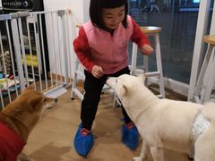 -南京Hallo宠物乐园·哈罗犬舍·柴犬繁育基地