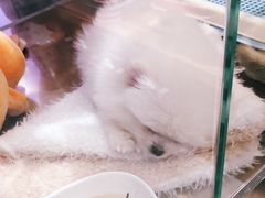 -FAELING PETS美天灵宠物(富力广场店)