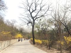 -北京鹫峰国家森林公园