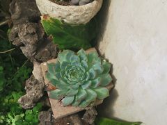 -尼玛藏家风味园(阿山食城店)
