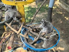 -西霞口神雕山野生动物世界