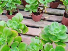 -桂林市花鸟市场