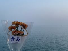 -小麦岛公园
