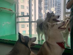 -Husky Go! 哈士奇体验馆·宠物咖啡厅狗咖