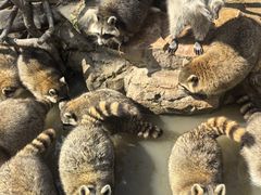 -上海野生动物园老虎餐厅