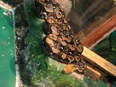 -上海大自然野生昆虫馆(东方明珠·爬宠昆虫探索中心)