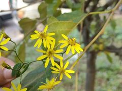 -ChaKo Flora ·茶子花艺 (市北店)