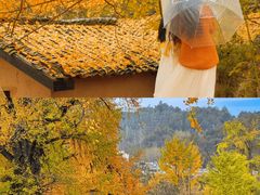 -千年银杏谷文化旅游区