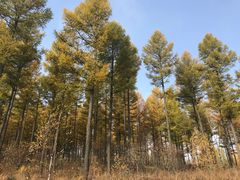 -塞罕坝国家级自然保护区