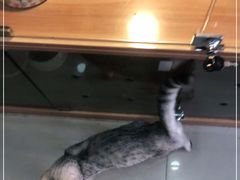 -喵百万·布偶·蓝金金渐层英短·猫舍(百子湾店)