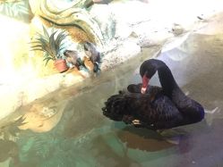 -酷嗒动物文化乐园(cutezoo西溪乐天城店)