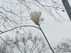 -和平公园
