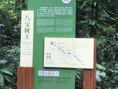 -莫里热带雨林景区