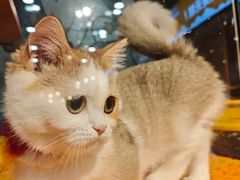 -欣宠猫屋·矮脚拿破仑·蓝金金渐层