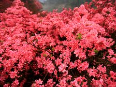 -木兰云雾山
