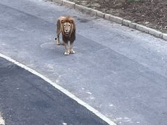 -大连森林动物园