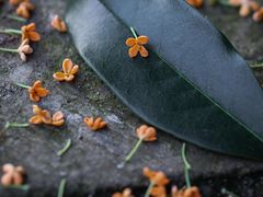 -紫燕百味鸡(南通白蒲农贸市场店)