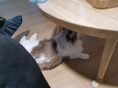 -猫腻·猫咖·撸猫馆(星光大道店)