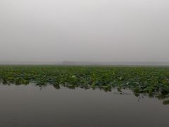 -微山湖红荷湿地景区