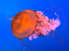 -太平洋海底世界