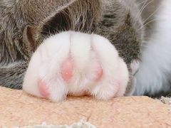 -滚猫咖啡·猫咖·猫友好撸猫(未来城店)