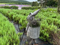-济州森林小火车生态公园