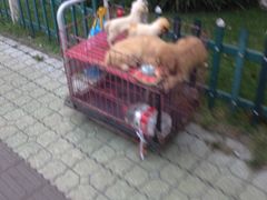 -成都市活水公园