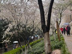 -武汉大学-樱园