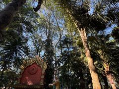 -瑞丽独树成林风景区