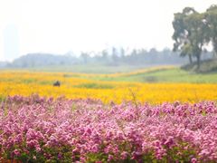 -苏州湾体育公园