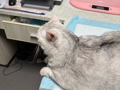-半岛宠物医院24小时(科华中路店)