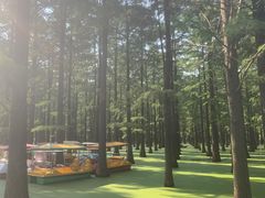 -渌洋湖湿地公园