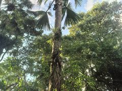 -中国科学院西双版纳热带植物园
