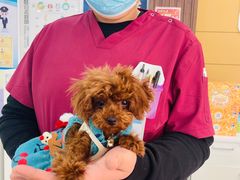 -美联众合动物医院·24h京西诊疗中心