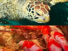 -正佳极地海洋世界