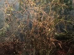 -上海大自然野生昆虫馆(东方明珠·爬宠昆虫探索中心)