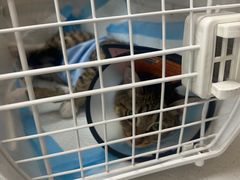 -宠颐生宠物医院·综合诊疗(先锋分院)