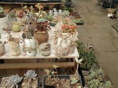 -龙大花卉苗木市场