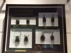 -上海昆虫博物馆